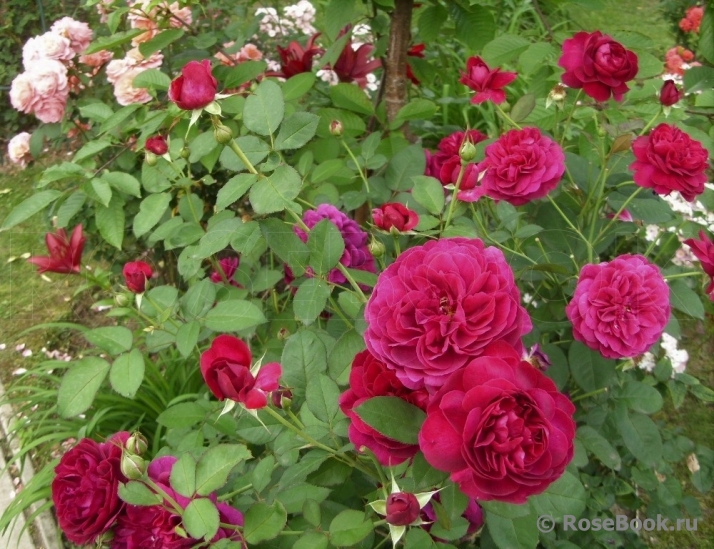 Darcey Bussell 