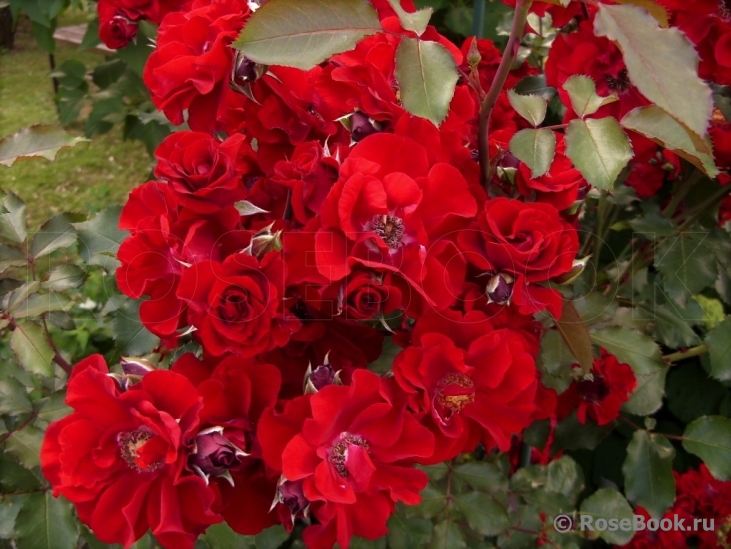 Roter Korsar 
