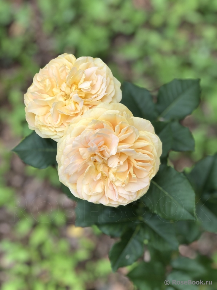 Golden Zest 