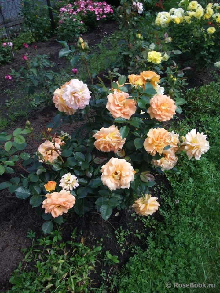 Goldelse