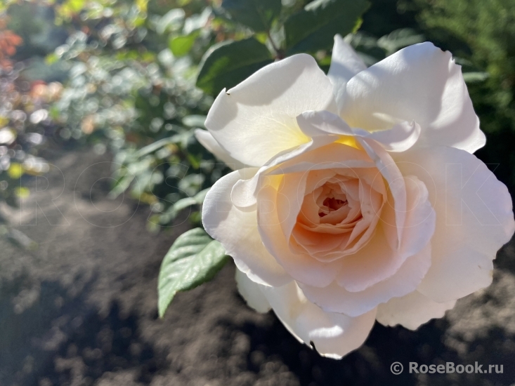 Crocus Rose® 