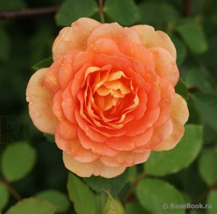 Lady of Shalott 