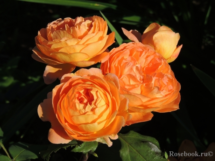 Lady Emma Hamilton