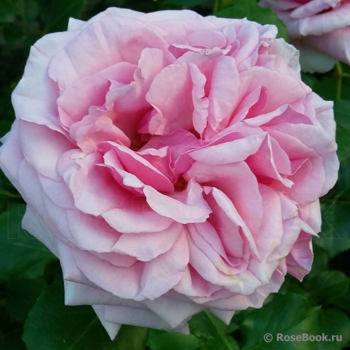 Durance Ancian Rosa