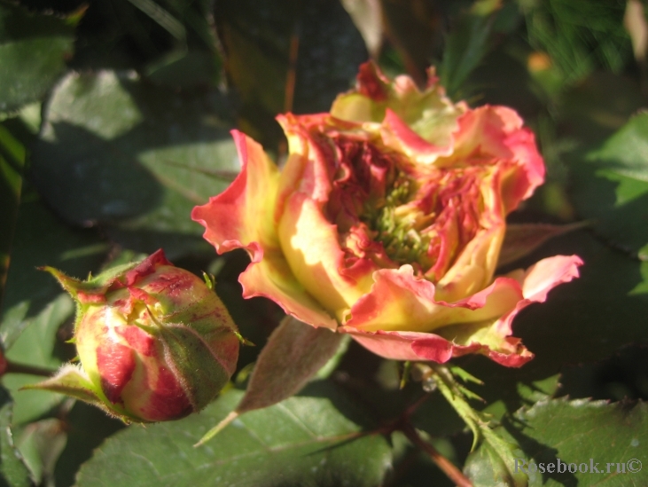 Jardins a Fleur D`eau