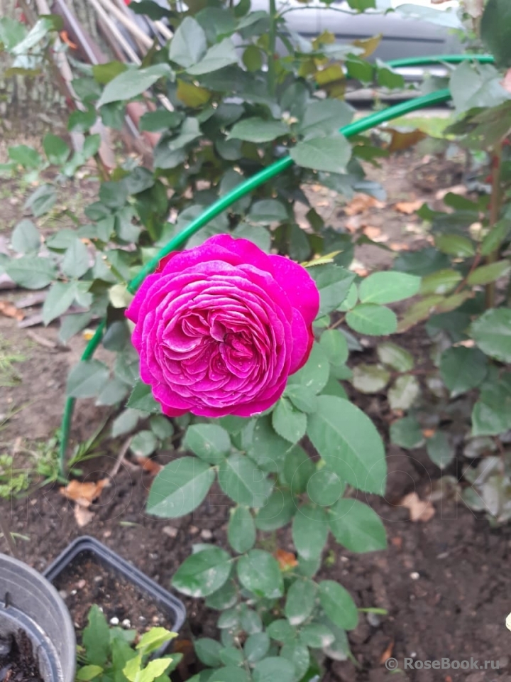 Heidi Klum Rose