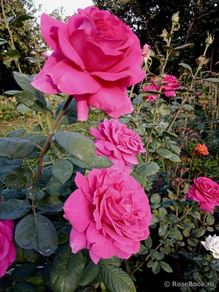 Vin Rose