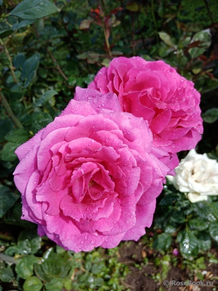 Vin Rose