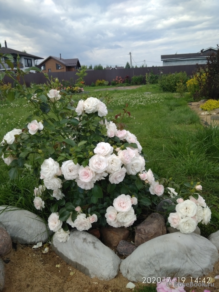 Aspirin Rose