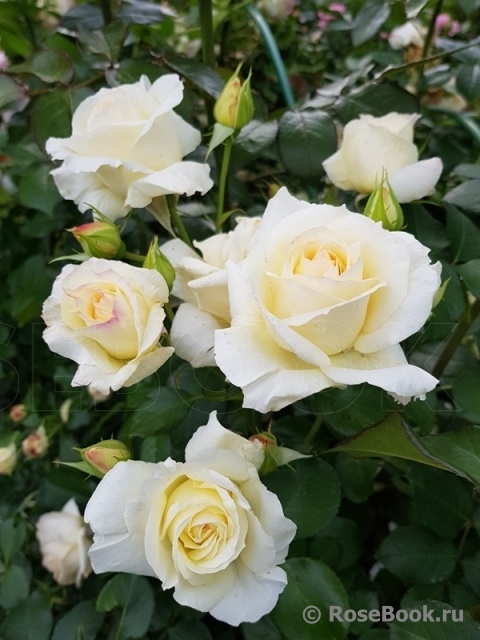 Jardins de Bagatelle 