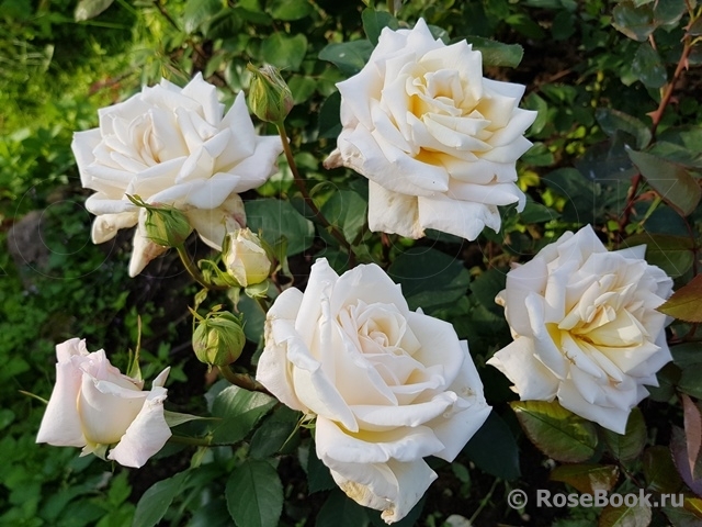 Jardins de Bagatelle 