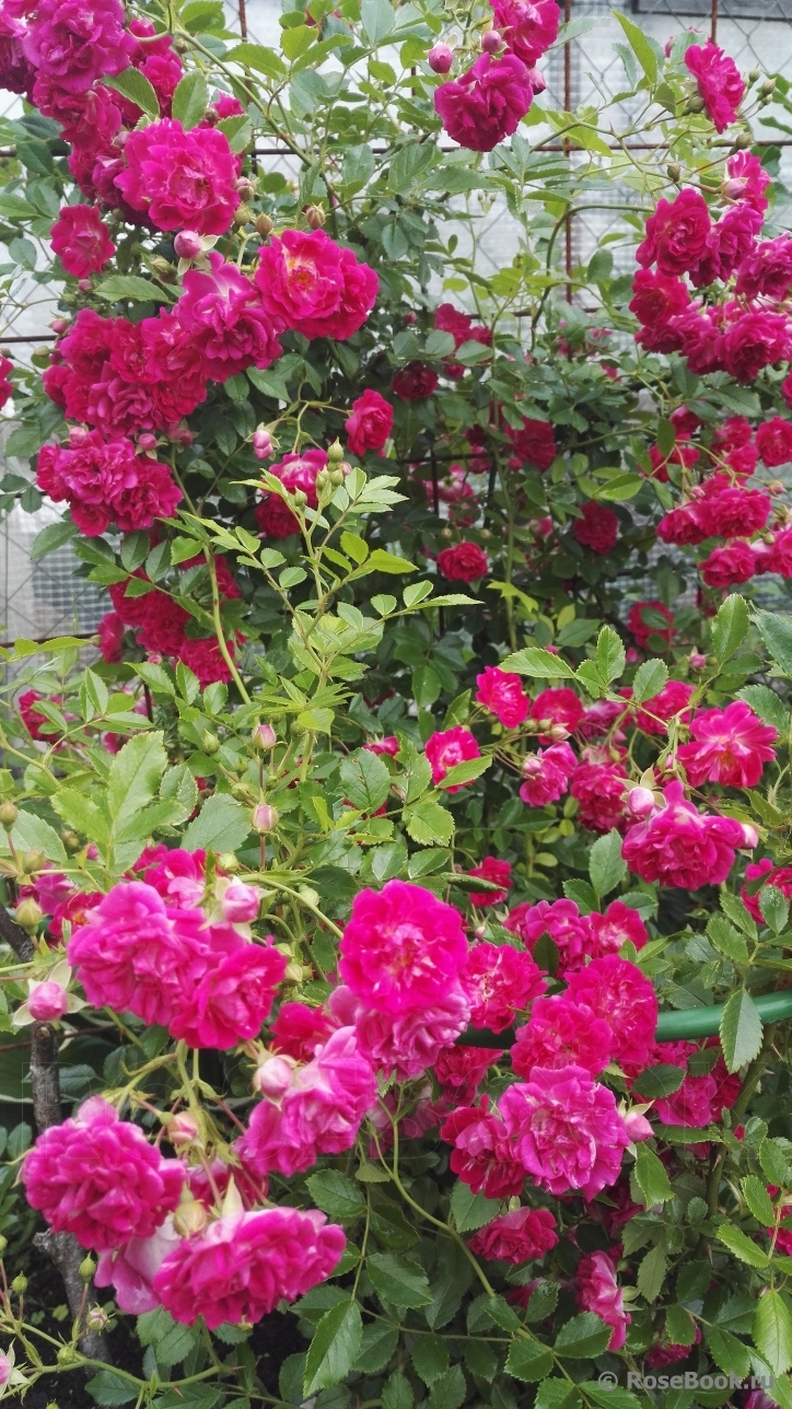 Super Excelsa