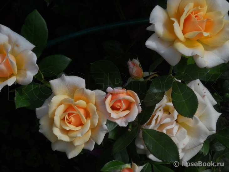 Caron Keating Rose 