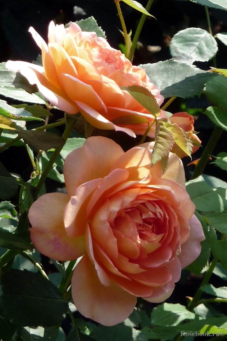 Lady of Shalott 