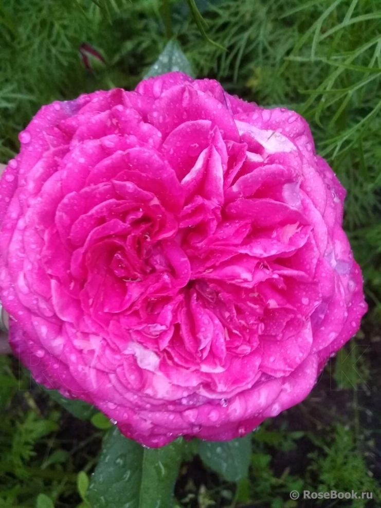 Johann Wolfgang von Goethe Rose®
