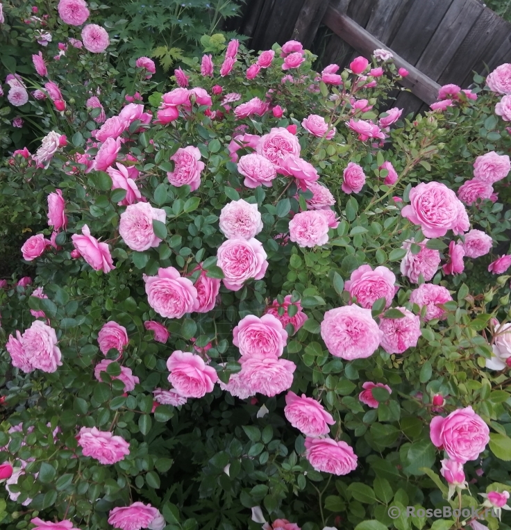 Starlet®-Rose Eva®