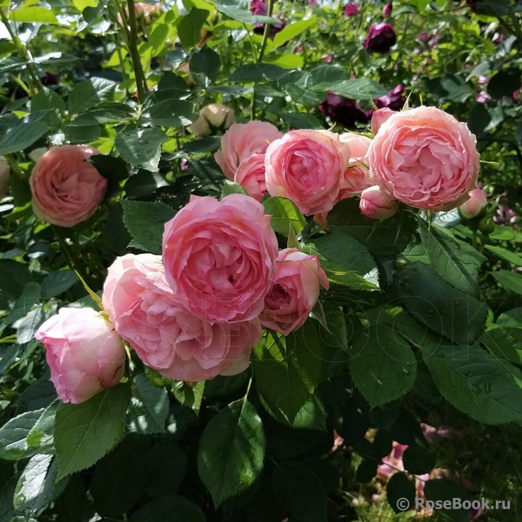 Lovely Rokoko