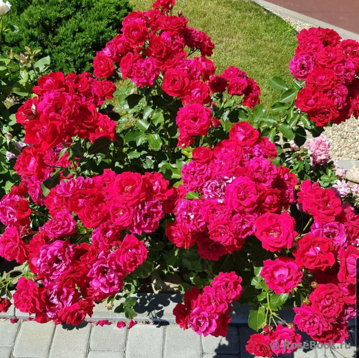 Lavaglut