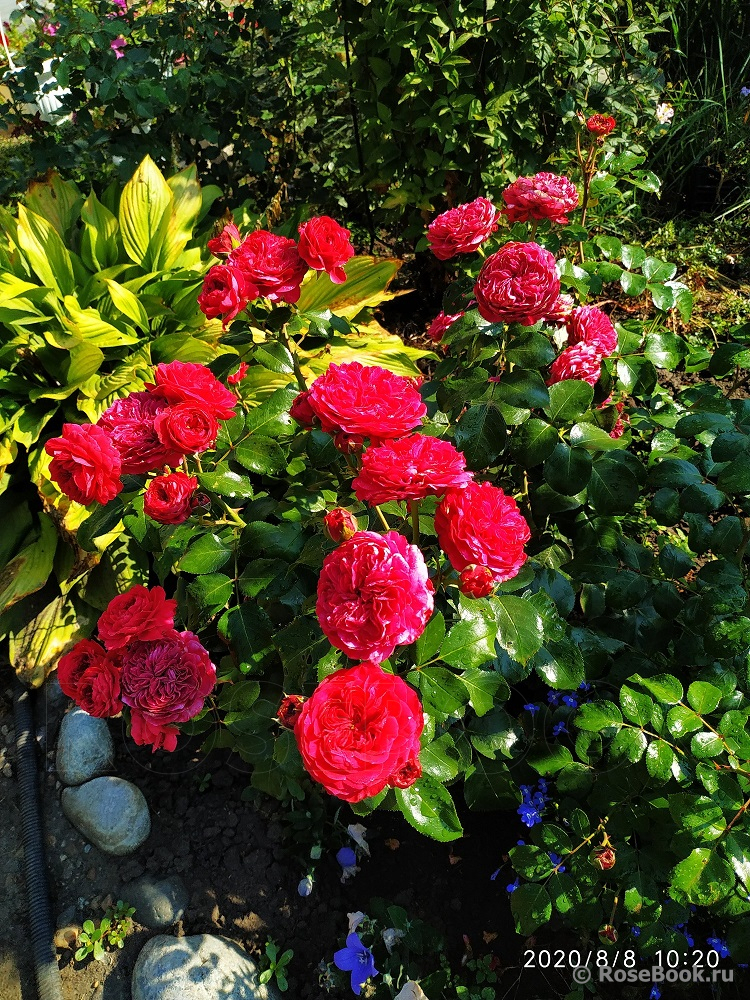 Red Leonardo da Vinci