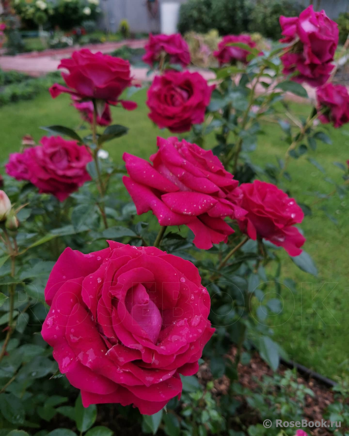 Belles Rives