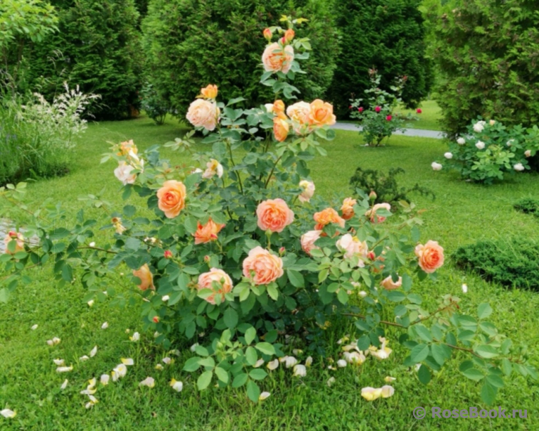 Lady of Shalott 