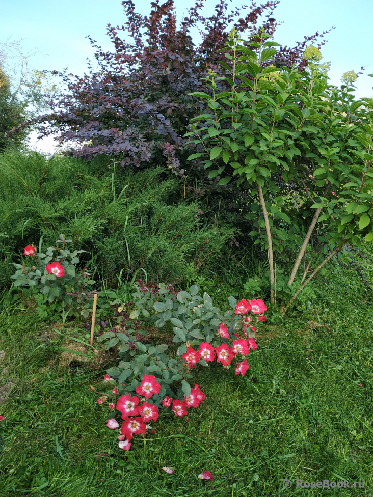 Cherry Meillandecor 