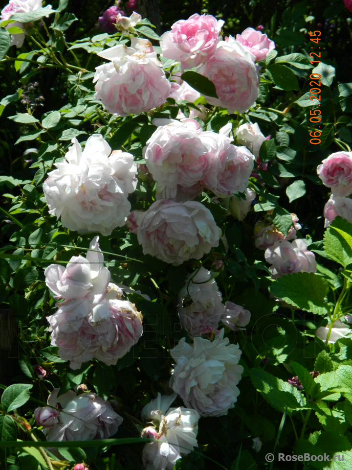 Duchesse d'Angouleme