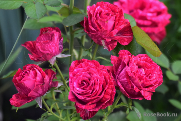 Red Intuition