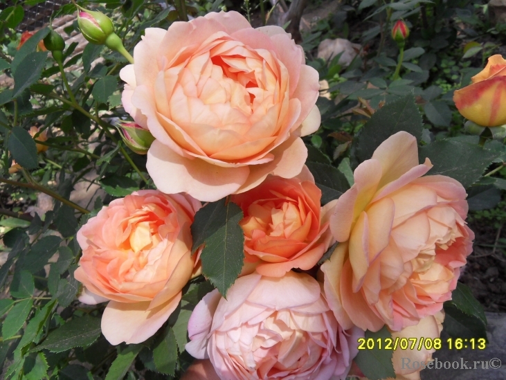 Lady of Shalott 