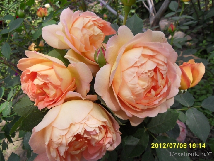 Lady of Shalott 