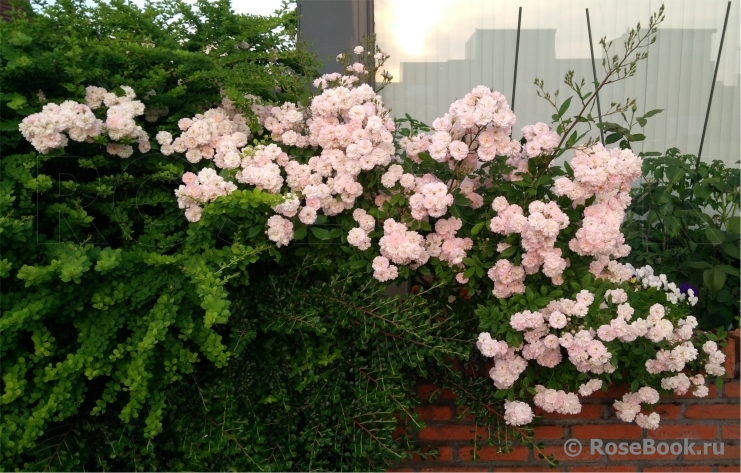 Brise Parfum