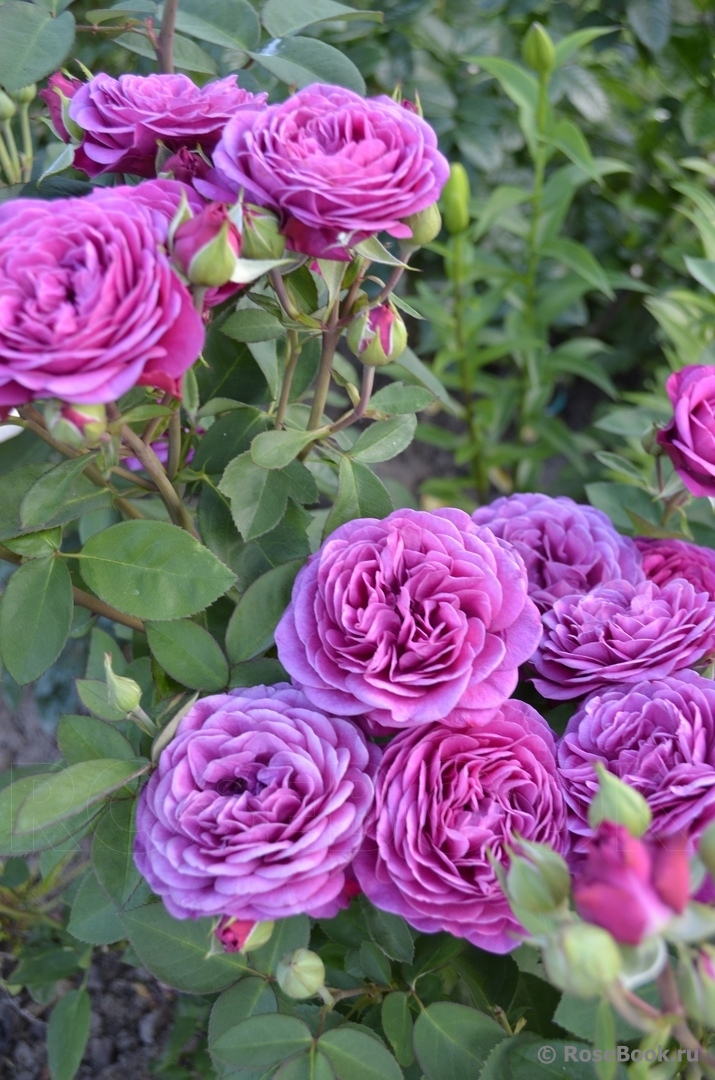 Heidi Klum Rose