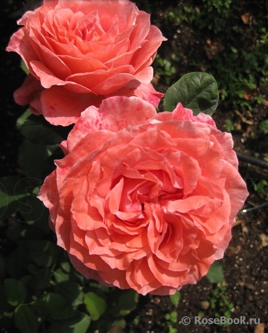 Corail gelee