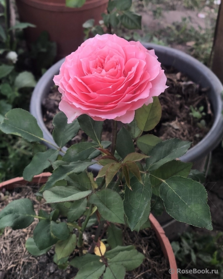 Rose Corona