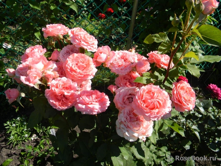 Rose Corona
