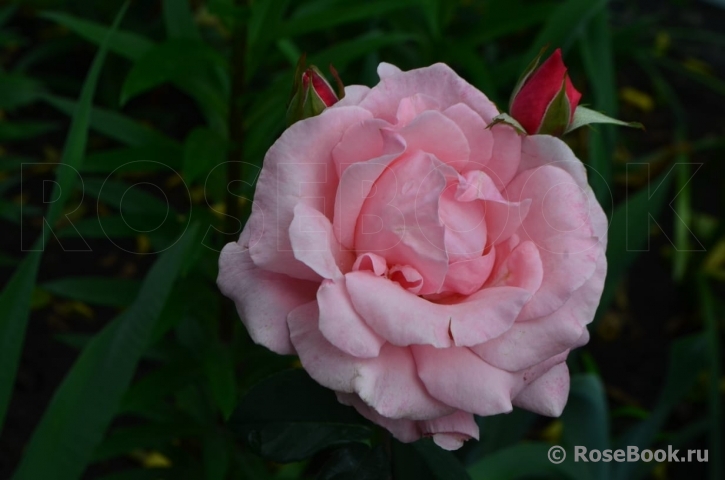 Queen Elizabeth 
