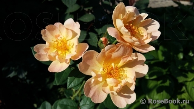 Lark Ascending, The