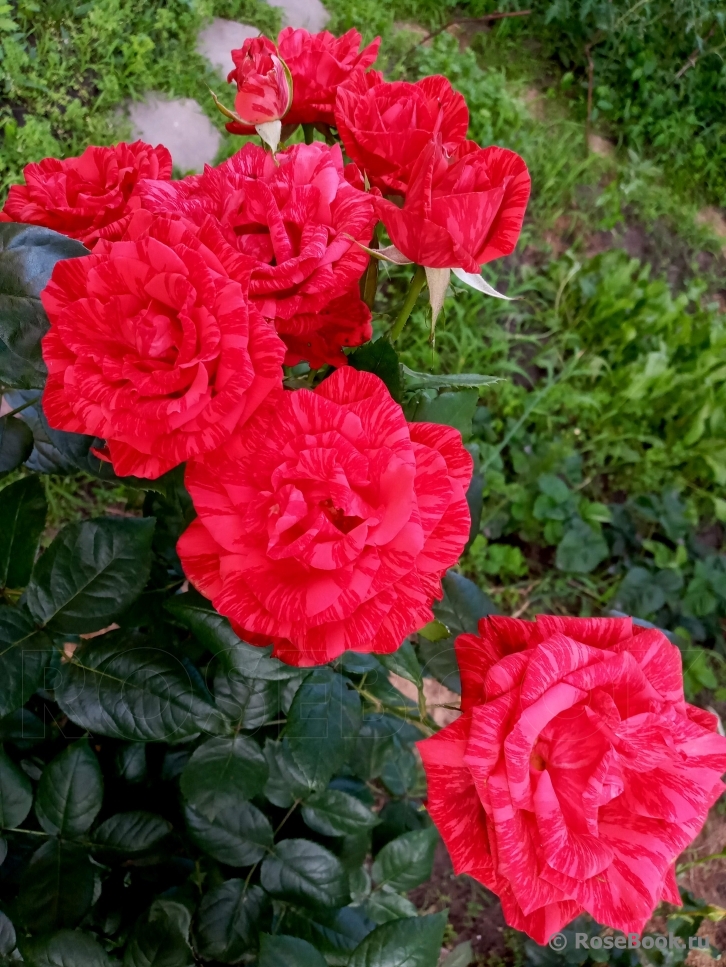 Red Intuition