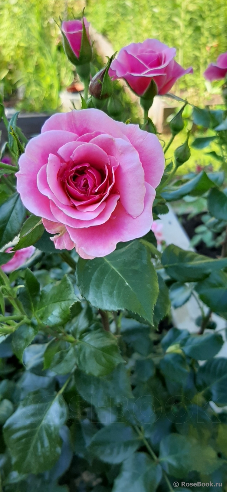 Tickled Pink
