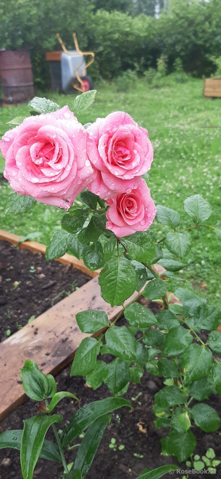 Tickled Pink