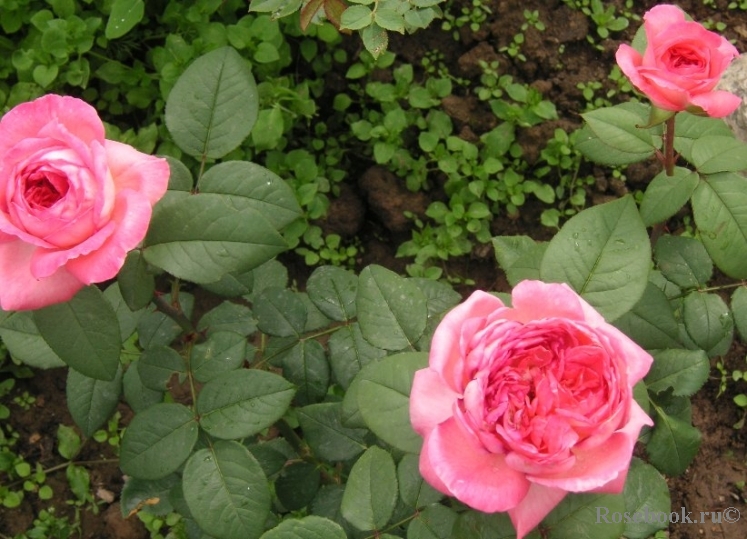 Comtesse de Provence®