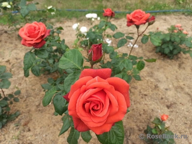 Terracotta ®