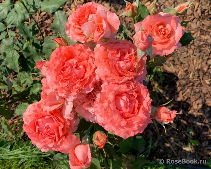 Corail gelee