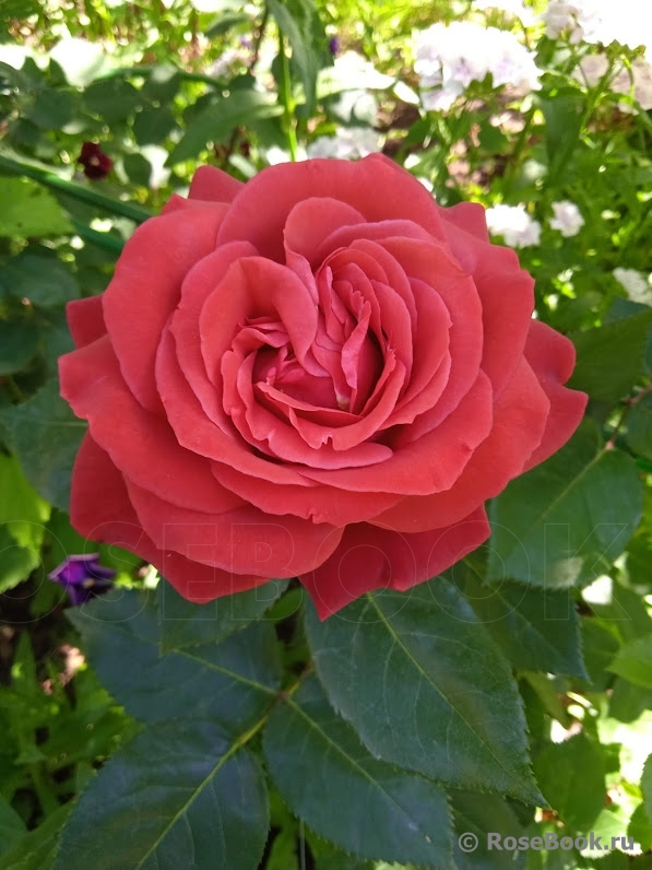 Terracotta
