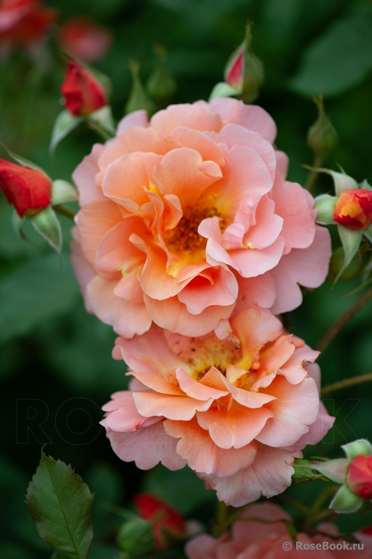 Westerland