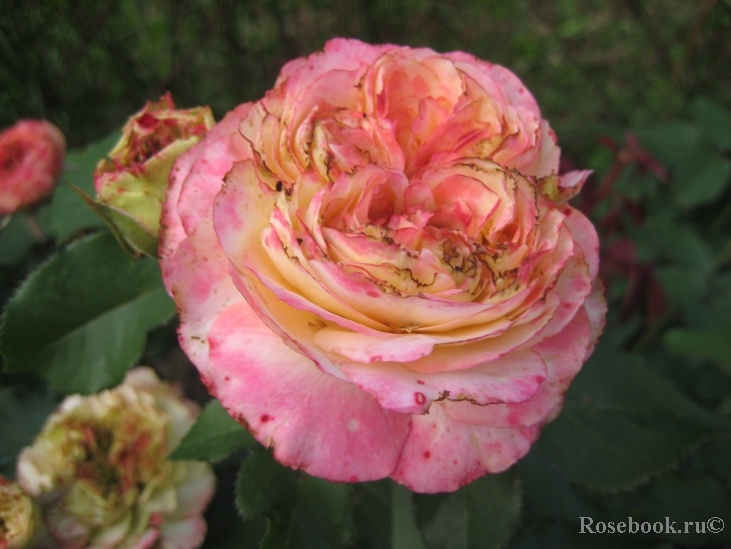 Jardins a Fleur D`eau