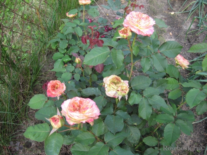 Jardins a Fleur D`eau