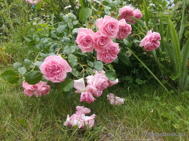 Coral Dawn