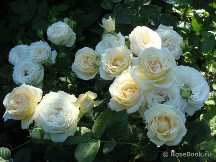 Madame Anisette ®