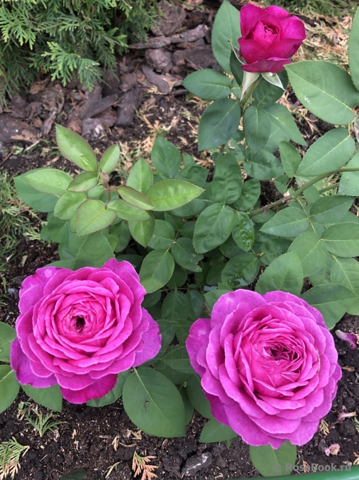 Heidi Klum Rose